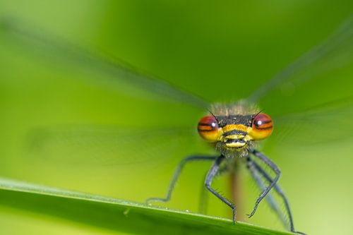 A close-up of a damselfly