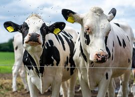 Two cows behind a wire. by René van der A