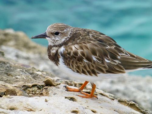 Oiseaux curieux