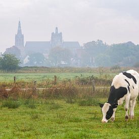 Koe in de Bossche Broek met de Sint-Janskathedraal op de achtergrond van Sander Groffen