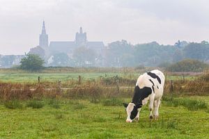 Kuh im Bossche Broek mit der St. John's Cathedral im Hintergrund von Sander Groffen