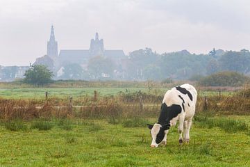 Cow grazing in Bossche Broek with St John's Cathedral in background
