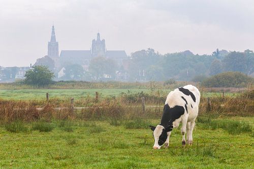 Cow grazing in Bossche Broek with St John's Cathedral in background by Sander Groffen