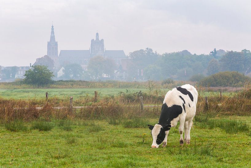 Vache dans le Bossche Broek avec la cathédrale Saint-Jean en arrière-plan par Sander Groffen