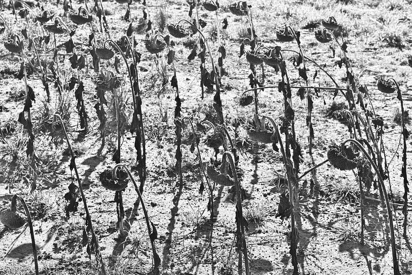 Black-and-white image of a field of dead sunflowers with shadows by Studio LE-gals