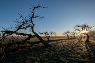 Grillige fruitbomen