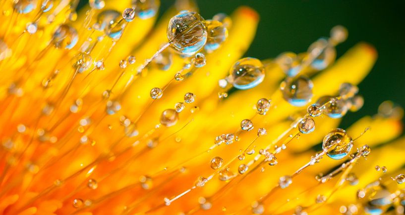 Pusteblume mit Regentropfen von Mustafa Kurnaz