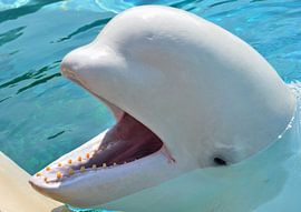 Weißer Delfin in Kanada von Karel Frielink