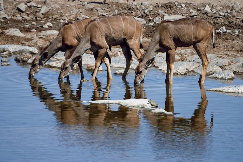 Kudu (Koedoe) vrouwtjes lessen de dorst van Merijn Loch