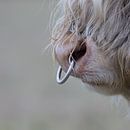 Schotse hooglander stier van Karin van Rooijen Fotografie thumbnail