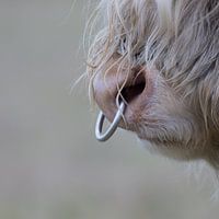 Scottish highlander bull