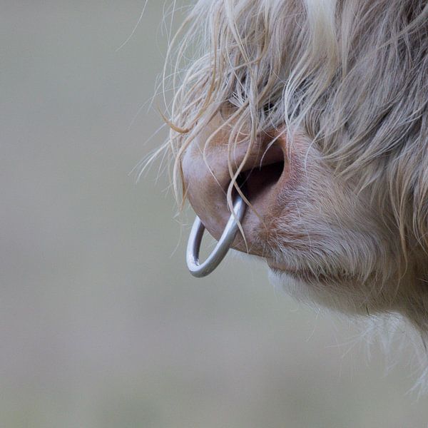 Schotse hooglander stier van Karin van Rooijen Fotografie