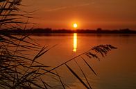 Reed along the Haarrijnse lake at sunset by Henko Reuvekamp thumbnail