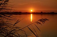 Roseau le long du lac Haarrijnse au coucher du soleil