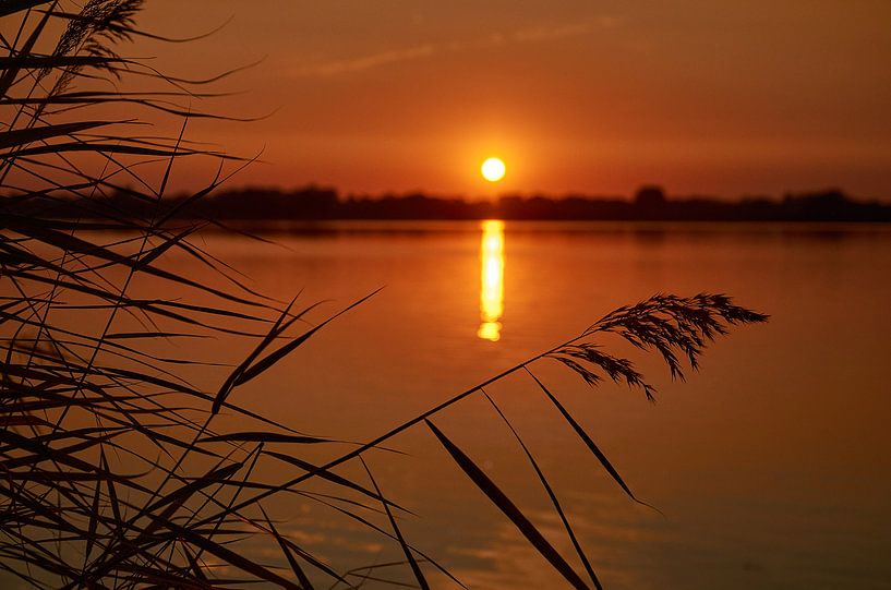 Riet langs de Haarrijnse plas bij zonsondergang van Henko Reuvekamp