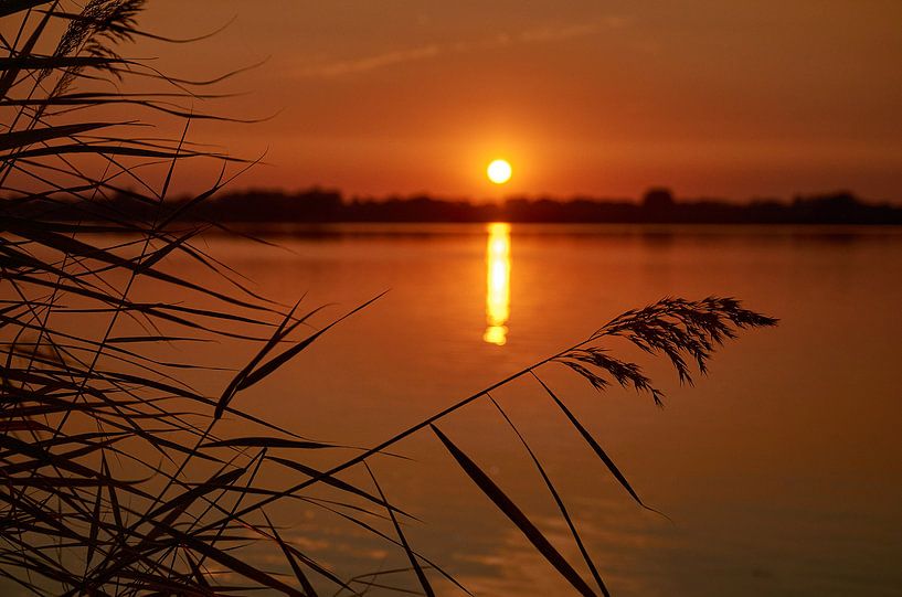 Reed along the Haarrijnse lake at sunset by Henko Reuvekamp