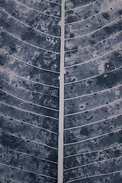 Feuille avec du bleu, design rétro cyanotype | Photographie de nature sur Denise Tiggelman