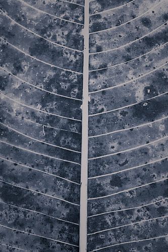 Blad met blauw, retro cyanotype design | Natuur fotografie