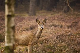 Ree by Martijn Busker