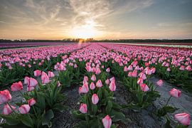 Champs de tulipes au lever du soleil. sur Peter Haastrecht, van