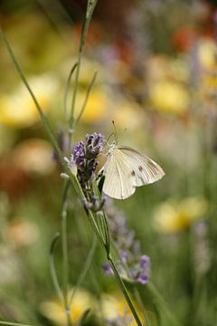 White butterfly by Christel Smits