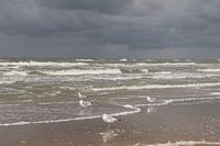 Möwen in Zandvoort