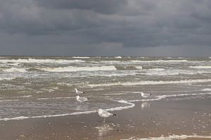 Meeuwen in Zandvoort