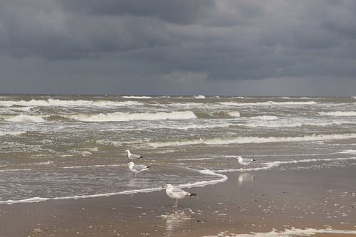 Möwen in Zandvoort