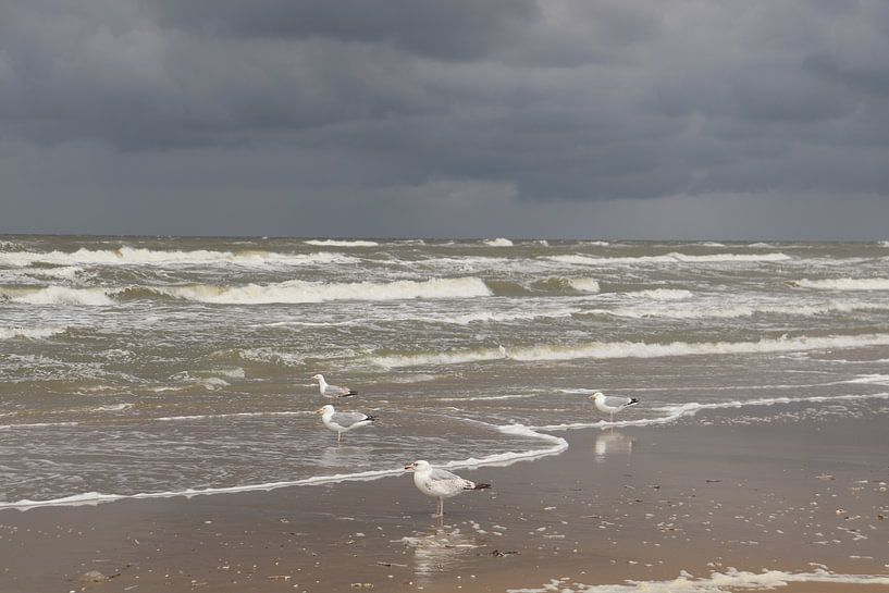 Möwen in Zandvoort von Dick Schouten