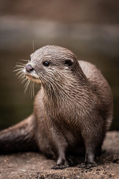 Otter by Design Wall Arts