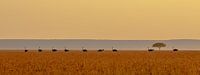 Streamlined landscape