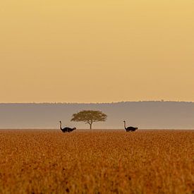 Gestroomlijnd landschap van Sharing Wildlife