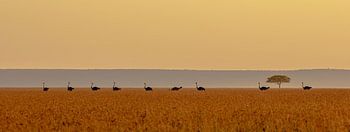Stromlinienförmige Landschaft