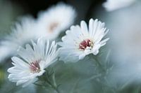 Twin flowers