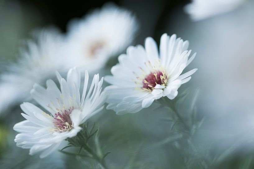 Twin flowers by Marianne Rouwendal