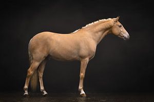 Cheval palomino et profil | photographie de cheval