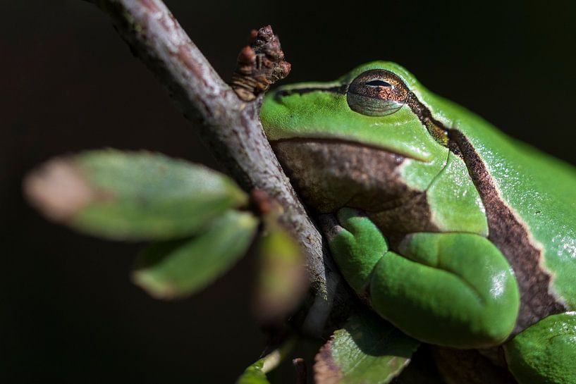 Grenouille arboricole | Grenouille arboricole sur belle brindille par Servan Ott