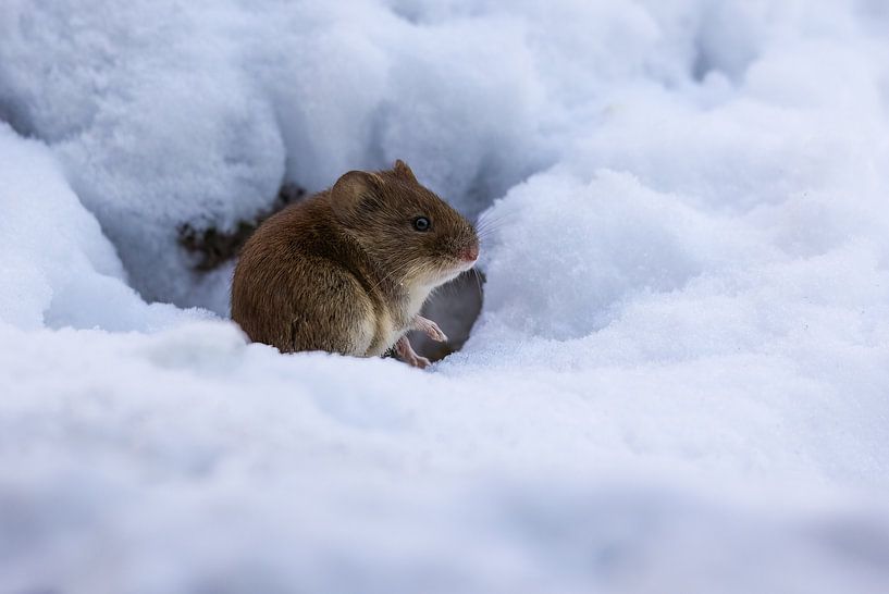 Mouse in the snow by OCEANVOLTA