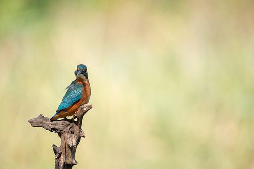 Eisvogel alcedo atthis