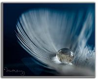 Drop on white feather.