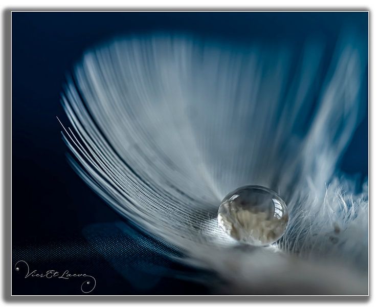 Drop on white feather. by Vieretlaeve