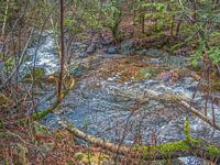 Tussen de bomen stromend rivier Bayehon