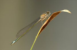 Lantern by Frank Smedts