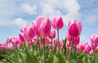 Pink tulips in the field