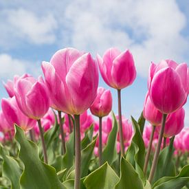 Des tulipes roses dans le champ sur Peter Heeling
