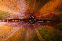 UFO: Unidentified Flora Object
