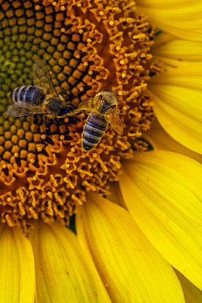 Sunflower by D.R.Fotografie