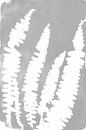 Varenbladeren in retro stijl. Moderne botanische minimalistische kunst in grijs en wit van Dina Dankers thumbnail
