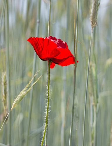Schoonheid van de klaproos op de akker