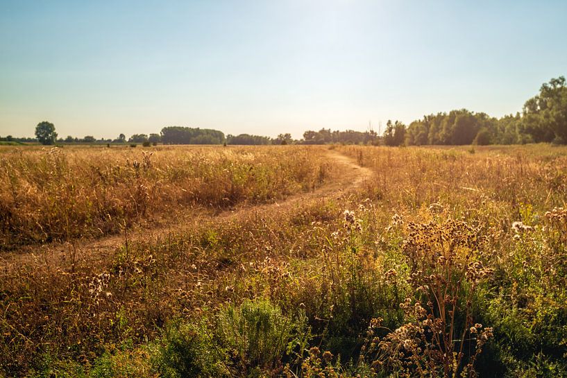 Smal zandpad in natuurgebied van Ruud Morijn